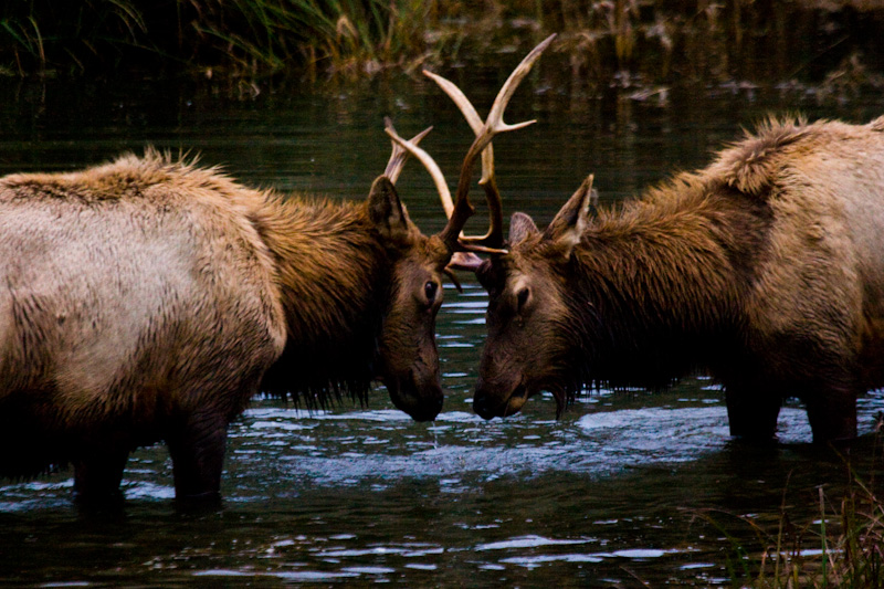 Elk Sparring In Creek